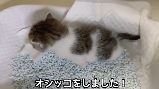 トイレでオシッコをする子猫