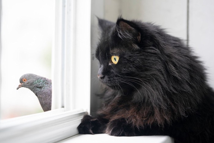 鳩と黒猫