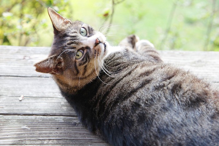 寝そべりながら振り返る猫