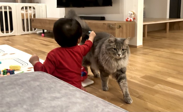 赤ちゃんと猫