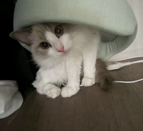 ペット用ベッドを頭に乗せて座る猫