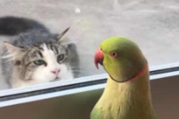 猫を見るインコ