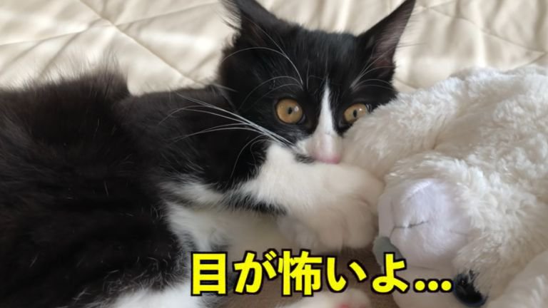 ぬいぐるみで遊ぶ子猫