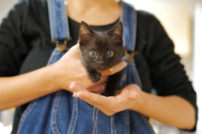抱っこされる子猫