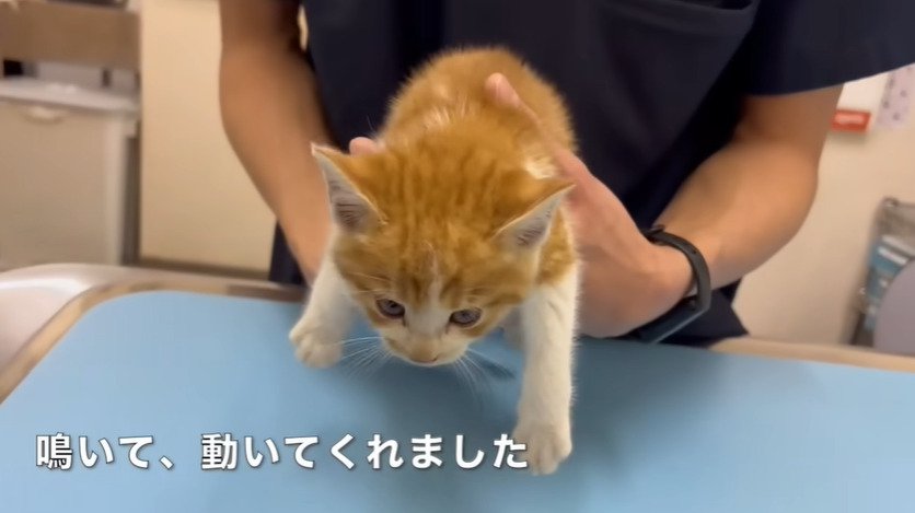 抱き上げられる子猫