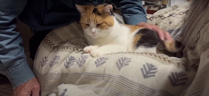 撫でてもらっている猫