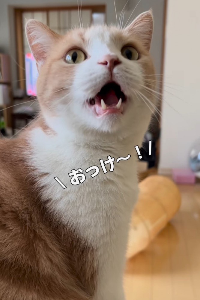 振り向いて鳴いている猫