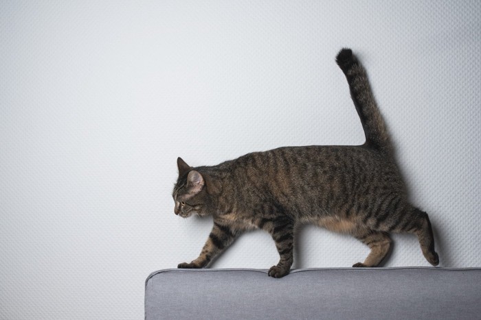 ソファーの背もたれの上を歩く猫