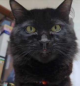 黒猫の正面顔