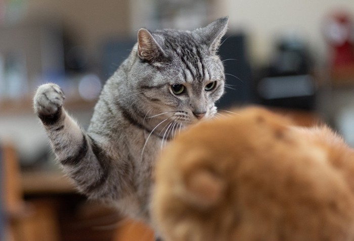 相手の猫に猫パンチをしようとする猫