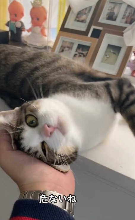 台の上から落ちそうな猫と支える飼い主