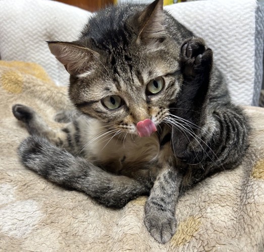 毛づくろいをする猫