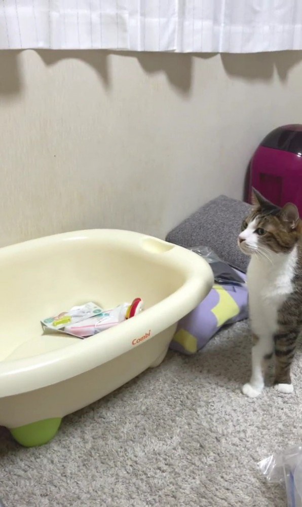 ベビーベッドを見上げる猫