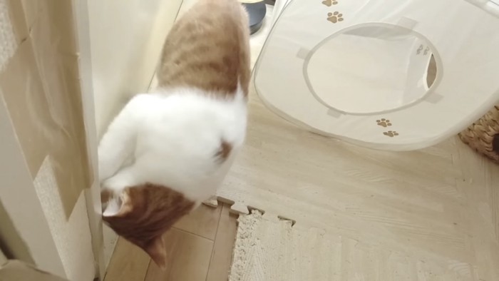 ドアを開ける猫