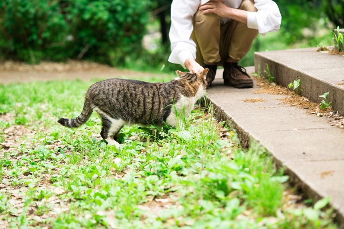 猫としゃがむ男性