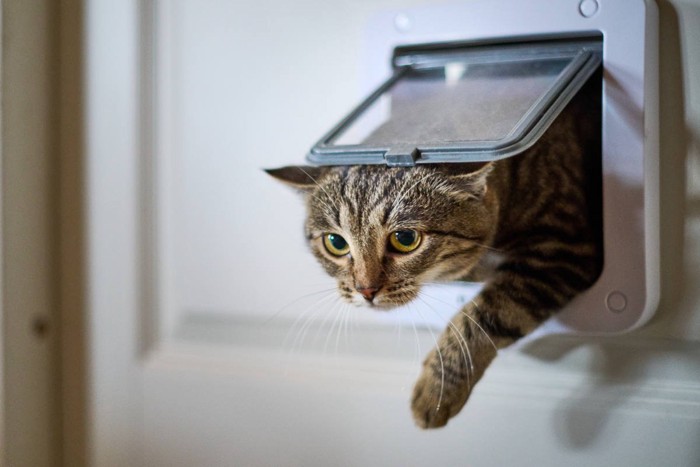 猫ドアから脱走する猫