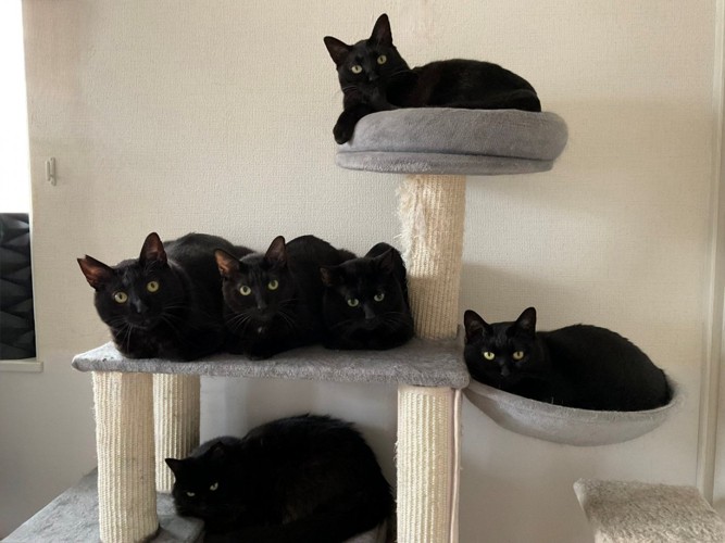 キャットタワーに座る黒猫たち