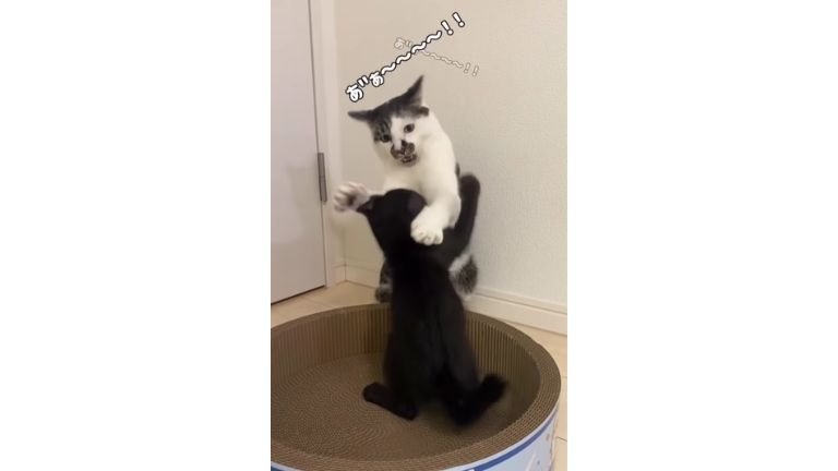 猫と子猫のケンカ