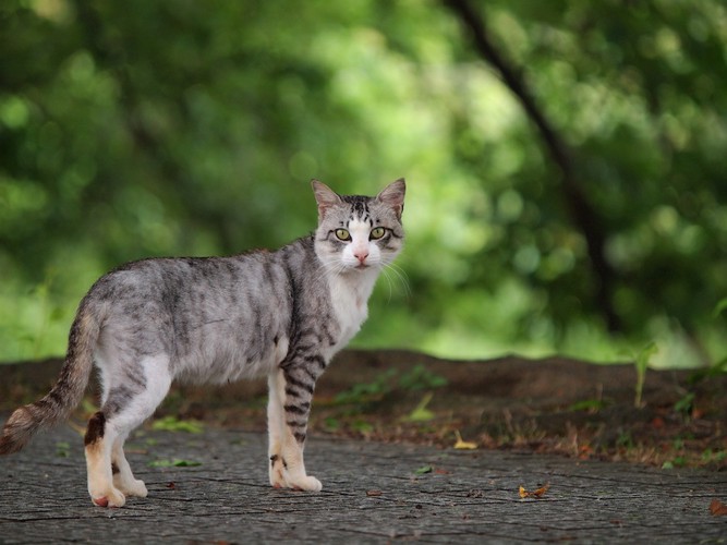 突然立ち止まってこちらを見つめる猫