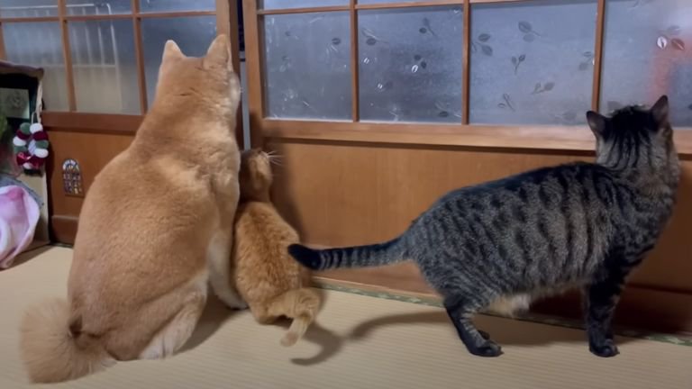 室内にいる猫と犬