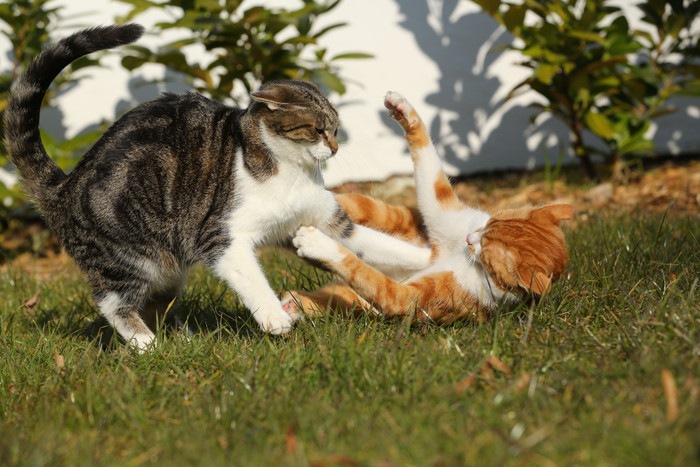 じゃれ合う猫