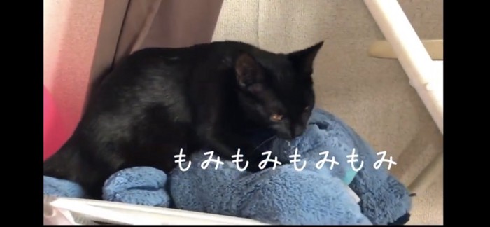 ぬいぐるみにふみふみする猫