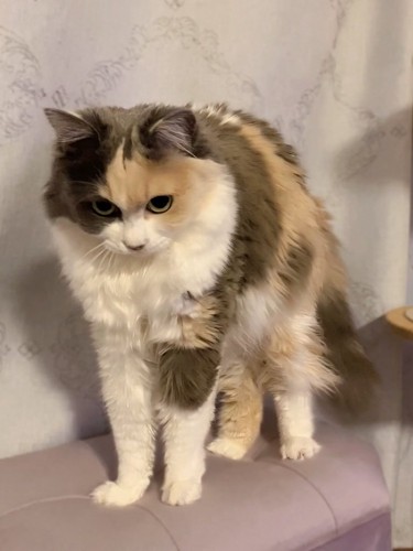 警戒している猫