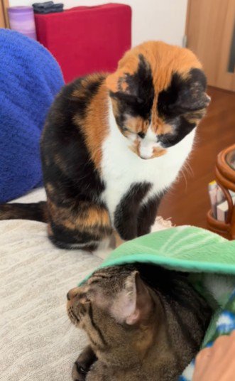 毛布の中から顔を出したキジトラ