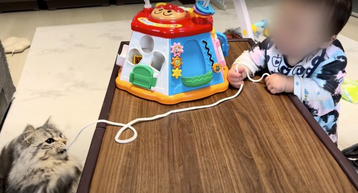 紐を持つ赤ちゃんと紐で遊ぶ猫