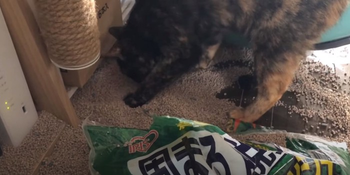 砂をかくサビ猫2