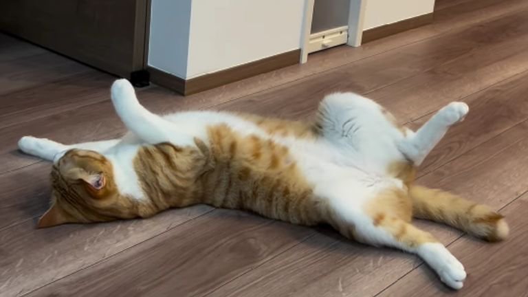 寝転がっている猫