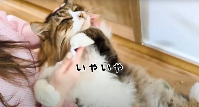 拭かれる長毛猫