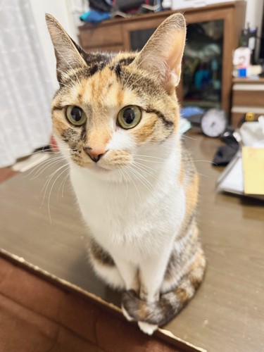 マフラーこはくちゃん