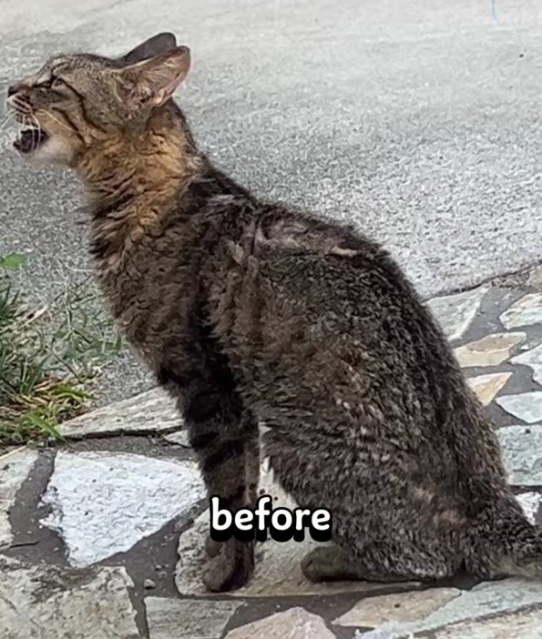 ボロボロの猫