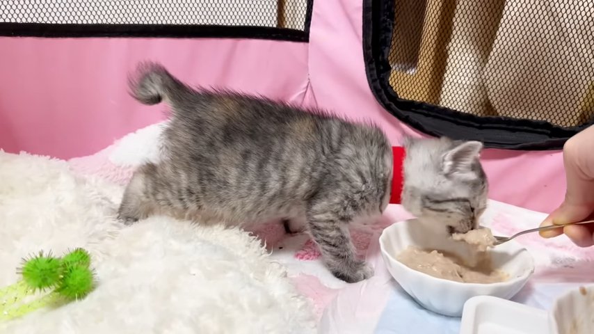 スプーンで食べる子猫