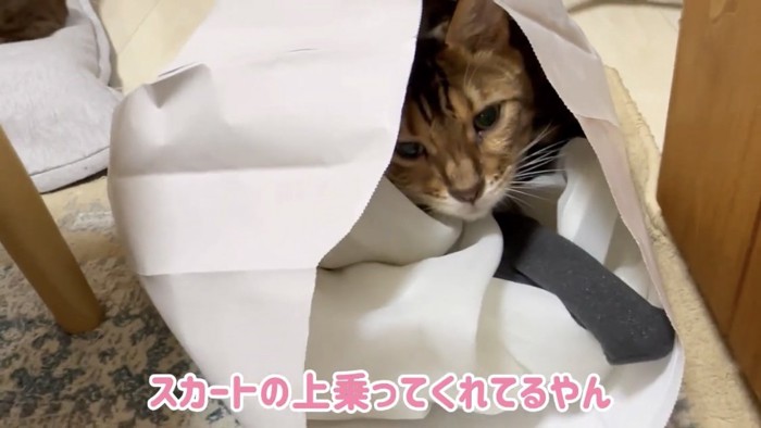 紙袋の中にいる猫%％スカートの上に乗るテトくん