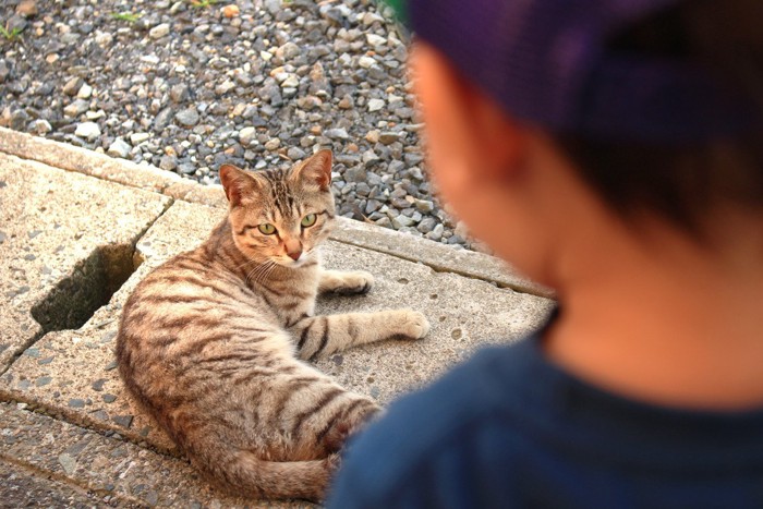 少年と目が合う猫