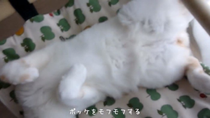 仰向けの猫