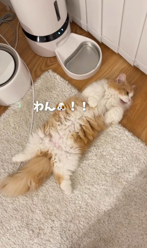 飼い主が名前を呼びと「わん!!」と鳴く子猫