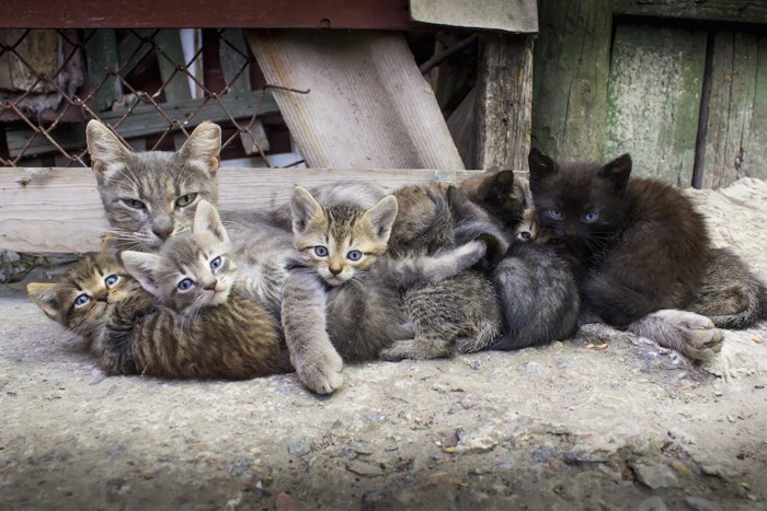 たくさんの子猫の世話をする母猫