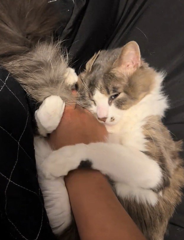 意地悪な表情で見つめる猫