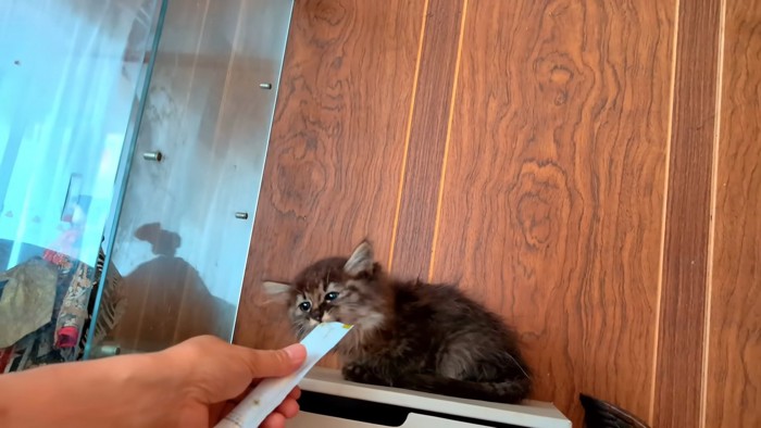 おやつをもらう子猫