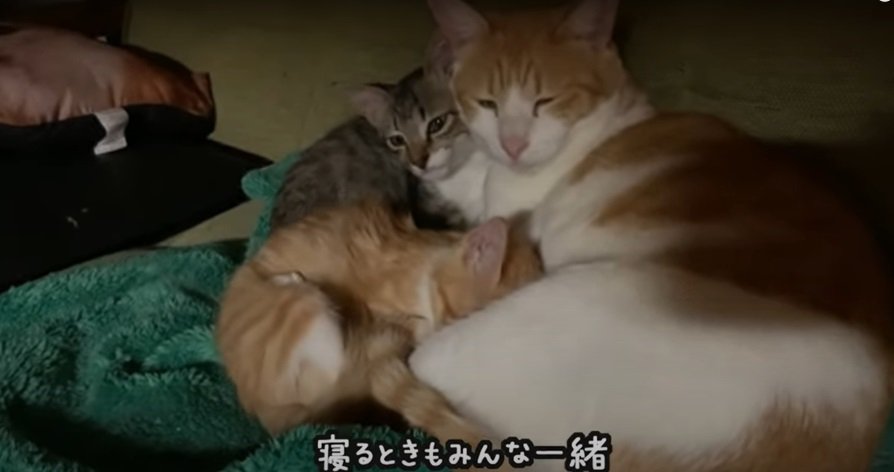 3匹の猫