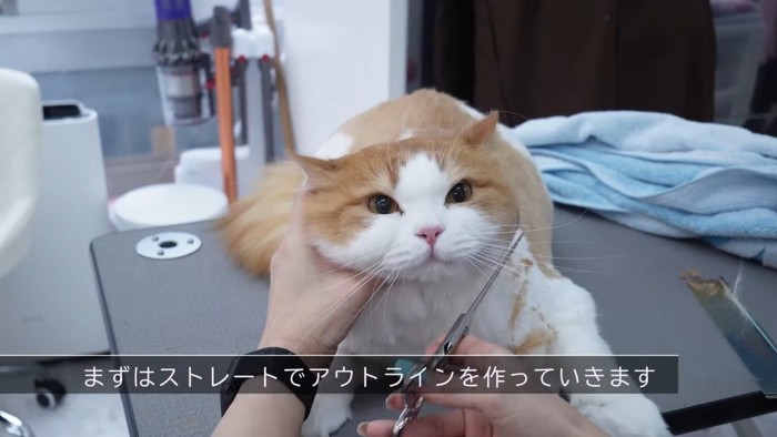 ハサミで毛をカットされる猫