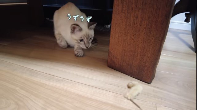 おもちゃを狙う猫