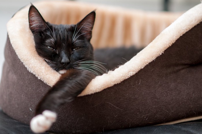 ベッドから手を出した状態で眠たそうにする猫