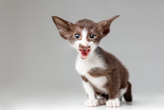 オリエンタルの子猫