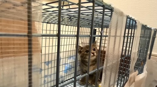 捕獲機に入った子猫2