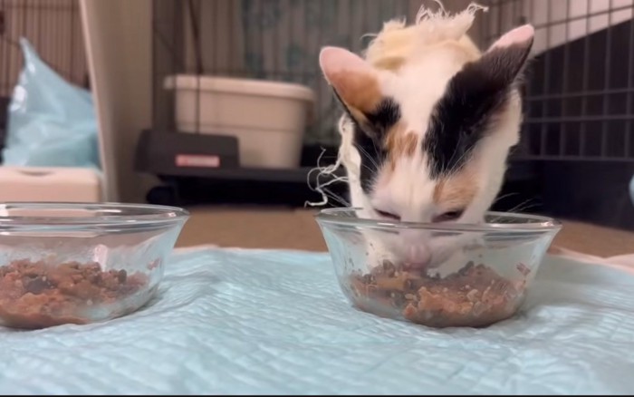 食べる猫
