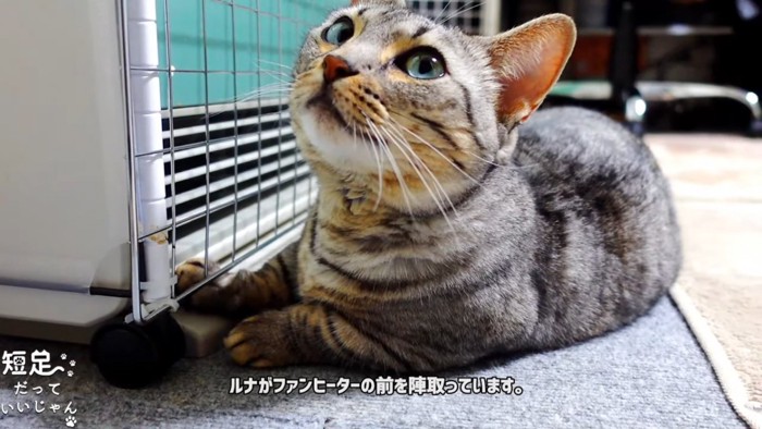 上を見る猫